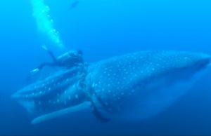 adventure, experience, amazing, diving, whale shark, whale, shark, ocean, deep water, help, save life, rescue,