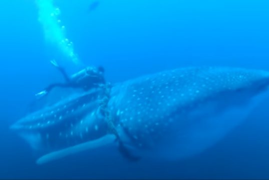 adventure, experience, amazing, diving, whale shark, whale, shark, ocean, deep water, help, save life, rescue,