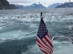 video, adventure, seagull, whales, ocean, footage, filming, discovering, boat, sea, surprise, event, passion,