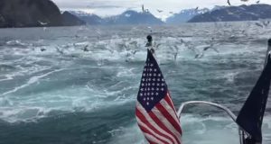 video, adventure, seagull, whales, ocean, footage, filming, discovering, boat, sea, surprise, event, passion,