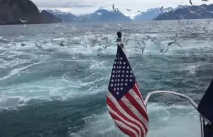 video, adventure, seagull, whales, ocean, footage, filming, discovering, boat, sea, surprise, event, passion,