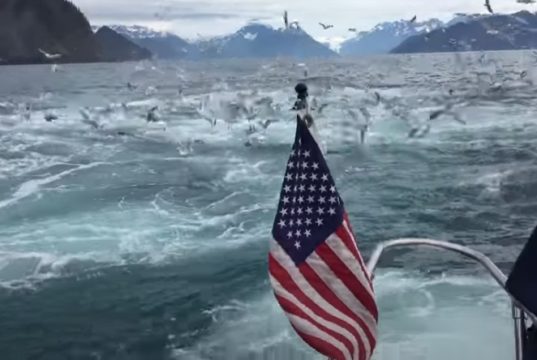 video, adventure, seagull, whales, ocean, footage, filming, discovering, boat, sea, surprise, event, passion,