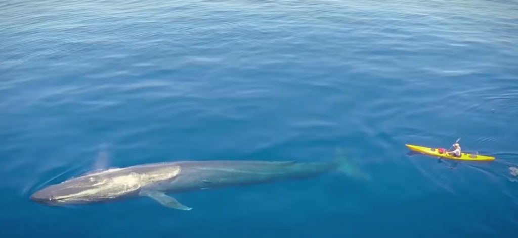 Creature, Animals, Kayaker, Wonderful, largest, Ocean,