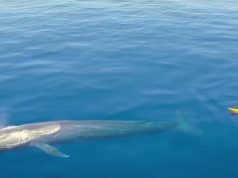 Creature, Animals, Kayaker, Wonderful, largest, Ocean,
