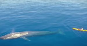 Creature, Animals, Kayaker, Wonderful, largest, Ocean,