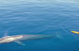 Creature, Animals, Kayaker, Wonderful, largest, Ocean,
