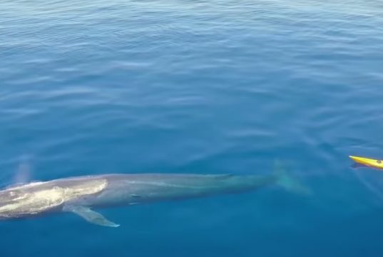 Creature, Animals, Kayaker, Wonderful, largest, Ocean,