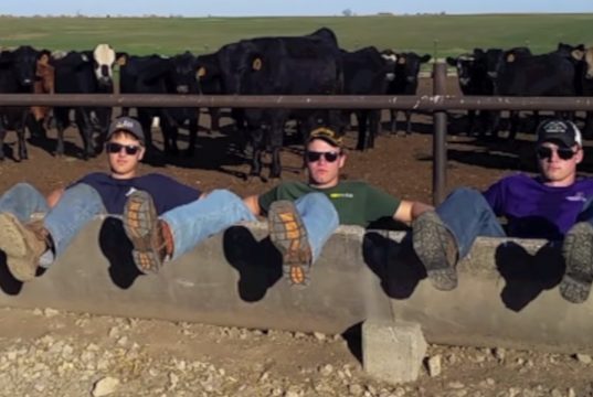 Farm, Song, Funny, Brothers, America, Music,