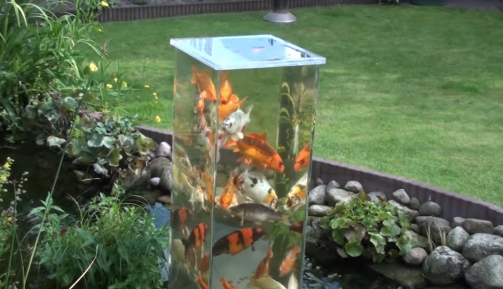 Fish, Tank, Pond, Decor, Backyard, Genius,