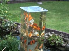 Fish, Tank, Pond, Decor, Backyard, Genius,