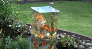 Fish, Tank, Pond, Decor, Backyard, Genius,