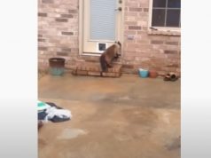 Kitty, Cat, Hilarious, Reaction, Door, Building,