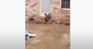Kitty, Cat, Hilarious, Reaction, Door, Building,