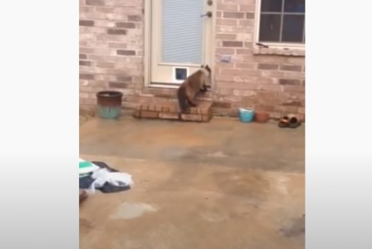 Kitty, Cat, Hilarious, Reaction, Door, Building,