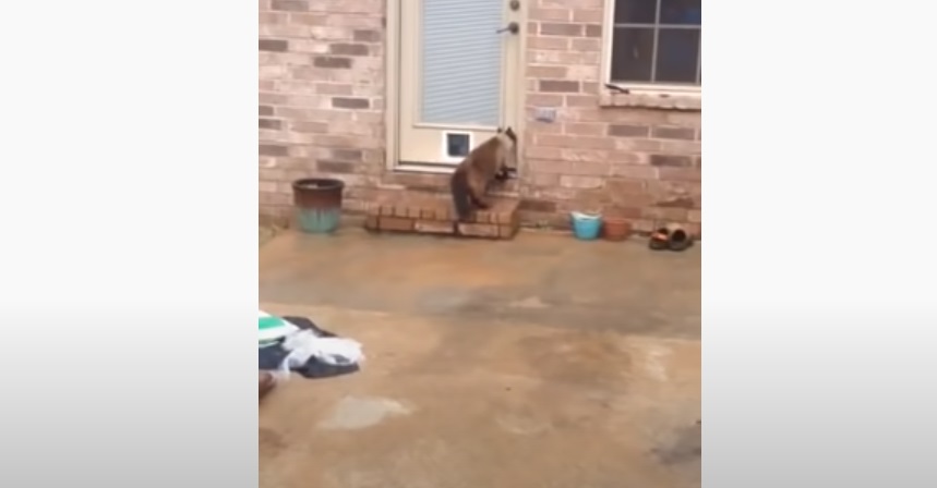 Kitty, Cat, Hilarious, Reaction, Door, Building,