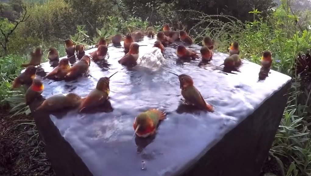 hummingbird, Shower, Morning, Beautiful, Relaxing, Water,