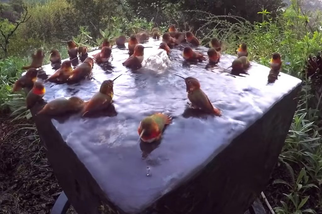 hummingbird, Shower, Morning, Beautiful, Relaxing, Water,