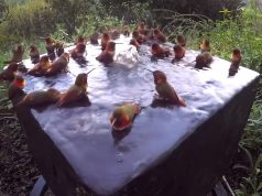 hummingbird, Shower, Morning, Beautiful, Relaxing, Water,