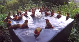 hummingbird, Shower, Morning, Beautiful, Relaxing, Water,