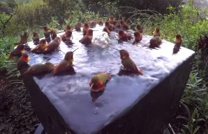 hummingbird, Shower, Morning, Beautiful, Relaxing, Water,
