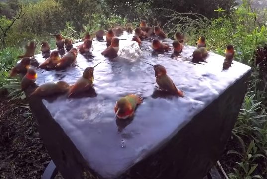 hummingbird, Shower, Morning, Beautiful, Relaxing, Water,