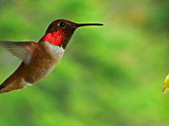 hummingbird feeder, cute hummingbird, cute little animals, bird like bee, hummingbird,