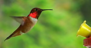 hummingbird feeder, cute hummingbird, cute little animals, bird like bee, hummingbird,