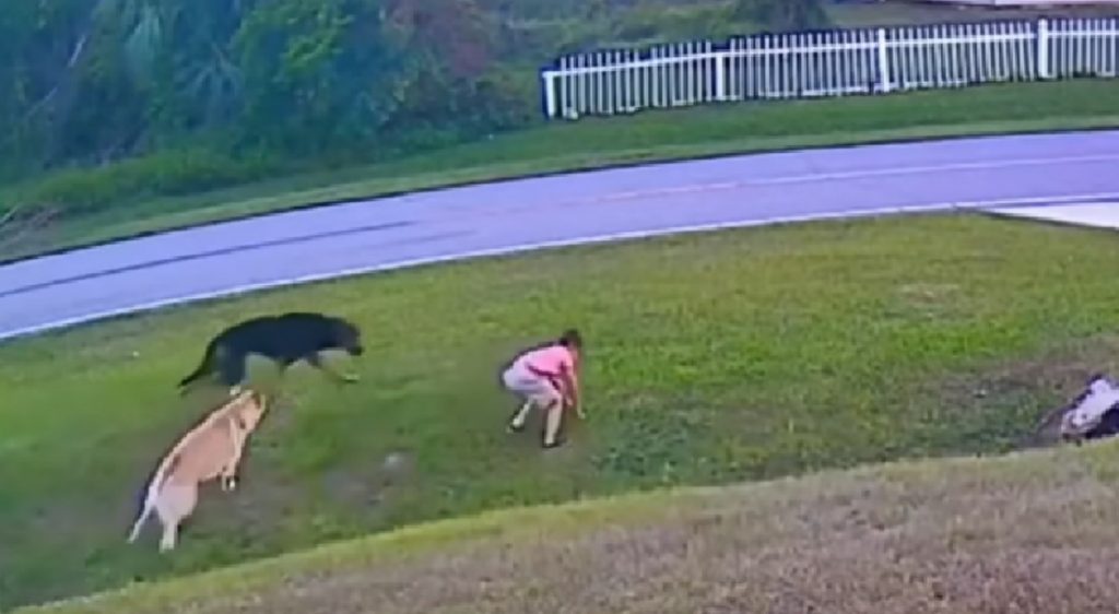 happy ending strory for dogs, happy ending story for kids, dogs save people from real danger, dogs save kids from real danger, how to esacape from charging dog, how to escape from charging pitbull