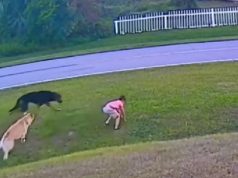happy ending strory for dogs, happy ending story for kids, dogs save people from real danger, dogs save kids from real danger, how to esacape from charging dog, how to escape from charging pitbull