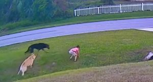 happy ending strory for dogs, happy ending story for kids, dogs save people from real danger, dogs save kids from real danger, how to esacape from charging dog, how to escape from charging pitbull