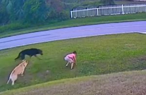 happy ending strory for dogs, happy ending story for kids, dogs save people from real danger, dogs save kids from real danger, how to esacape from charging dog, how to escape from charging pitbull