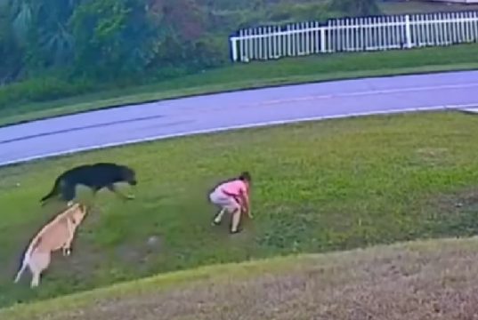 happy ending strory for dogs, happy ending story for kids, dogs save people from real danger, dogs save kids from real danger, how to esacape from charging dog, how to escape from charging pitbull