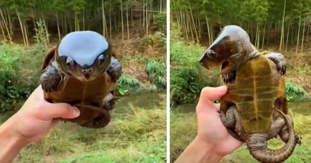 Big-Headed Turtle, turtle looks like pokemon, rare turtle with big head, amazing creature with big head, asian big headed turtle