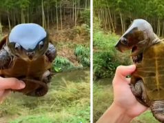 Big-Headed Turtle, turtle looks like pokemon, rare turtle with big head, amazing creature with big head, asian big headed turtle