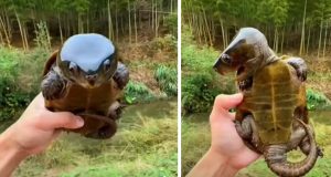 Big-Headed Turtle, turtle looks like pokemon, rare turtle with big head, amazing creature with big head, asian big headed turtle