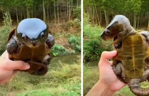 Big-Headed Turtle, turtle looks like pokemon, rare turtle with big head, amazing creature with big head, asian big headed turtle