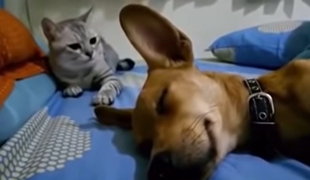 cheapest beds for dogs, cheap bed for dogs, cheapest beds for cats, cheap bed for cats, confortable bed for pets, confortable bed for dogs, confortable bed for cats, funniest moments: cats and dogs, funniest video: cats and dogs, funny pets: dogs farts, funny pets: cats farts, funniest video: animals making funny noises, cat's reaction