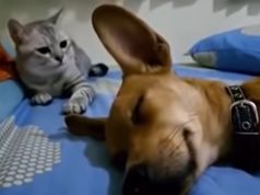 cheapest beds for dogs, cheap bed for dogs, cheapest beds for cats, cheap bed for cats, confortable bed for pets, confortable bed for dogs, confortable bed for cats, funniest moments: cats and dogs, funniest video: cats and dogs, funny pets: dogs farts, funny pets: cats farts, funniest video: animals making funny noises, cat's reaction