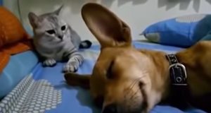 cheapest beds for dogs, cheap bed for dogs, cheapest beds for cats, cheap bed for cats, confortable bed for pets, confortable bed for dogs, confortable bed for cats, funniest moments: cats and dogs, funniest video: cats and dogs, funny pets: dogs farts, funny pets: cats farts, funniest video: animals making funny noises, cat's reaction