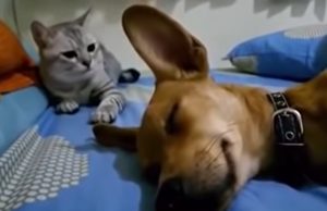 cheapest beds for dogs, cheap bed for dogs, cheapest beds for cats, cheap bed for cats, confortable bed for pets, confortable bed for dogs, confortable bed for cats, funniest moments: cats and dogs, funniest video: cats and dogs, funny pets: dogs farts, funny pets: cats farts, funniest video: animals making funny noises, cat's reaction