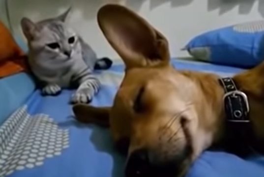 cheapest beds for dogs, cheap bed for dogs, cheapest beds for cats, cheap bed for cats, confortable bed for pets, confortable bed for dogs, confortable bed for cats, funniest moments: cats and dogs, funniest video: cats and dogs, funny pets: dogs farts, funny pets: cats farts, funniest video: animals making funny noises, cat's reaction