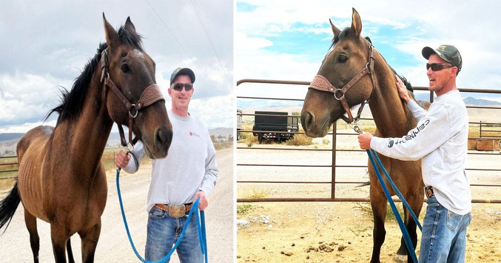 UTAH missing Horse, Mustang horse comes back home in UTAH, Miracles in UTAH, UTAH's Miracles, Missing horse in UTAH, missing pets in UTAH, Missing Animals in Utah, happy ending story in Utah