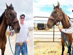 UTAH missing Horse, Mustang horse comes back home in UTAH, Miracles in UTAH, UTAH's Miracles, Missing horse in UTAH, missing pets in UTAH, Missing Animals in Utah, happy ending story in Utah