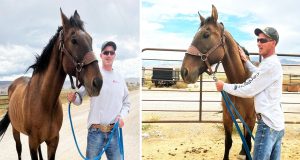 UTAH missing Horse, Mustang horse comes back home in UTAH, Miracles in UTAH, UTAH's Miracles, Missing horse in UTAH, missing pets in UTAH, Missing Animals in Utah, happy ending story in Utah