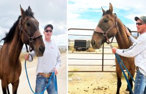 UTAH missing Horse, Mustang horse comes back home in UTAH, Miracles in UTAH, UTAH's Miracles, Missing horse in UTAH, missing pets in UTAH, Missing Animals in Utah, happy ending story in Utah