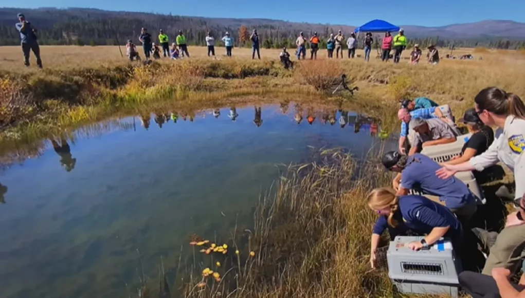 Beaver Conservation, California Department of Fish and Wildlife, Plumas County, Maidu Summit Consortium, Ecosystem Restoration, Wildlife Translocation, Environmental Sustainability, Cultural Revival, Biodiversity, Ecological Balance, Beavers