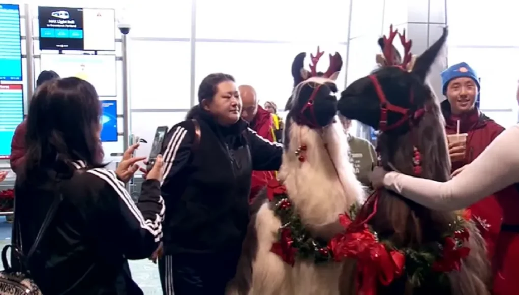 Therapy llamas in airports, Travel stress in airports, Oregon airport in airports, Holiday travel in airports, Animal-assisted therapy in airports, Airport experience in airports, Stress relief in airports, Holiday journeys in airports, Unique airport services in airports, Traveler wellbeing in airports.