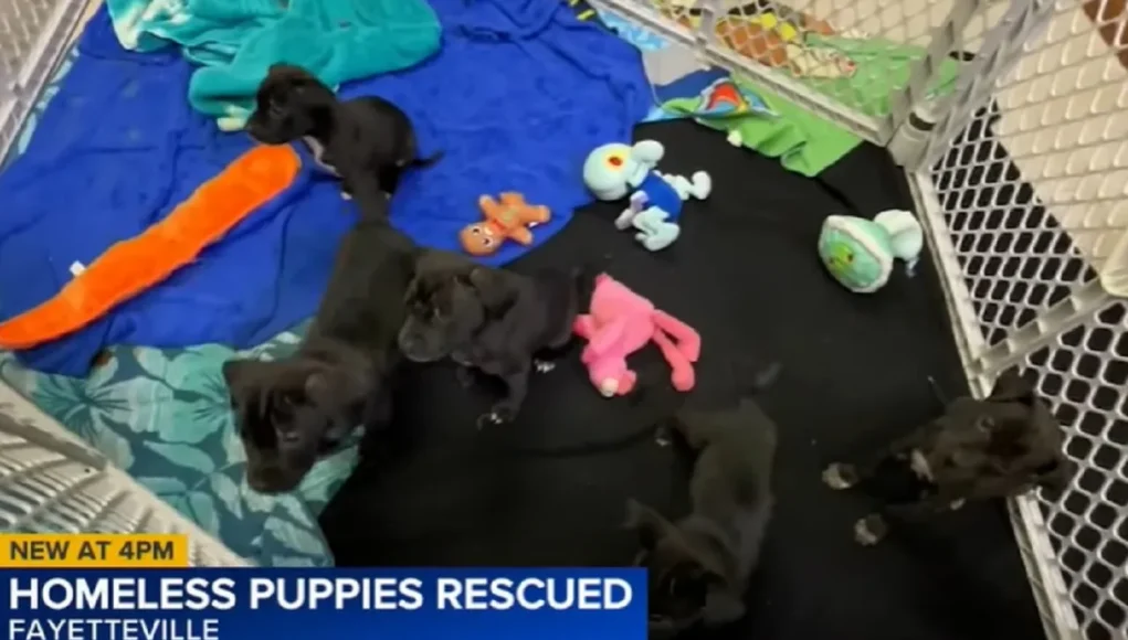 Homeless man saves puppies, Fayetteville Animal Protection Society, Compassion and animal rescue, Inspiring stories of kindness, Second chances for homeless pets, Shelter's response to puppy rescue, Heartwarming animal rescue, Helping homeless animals in need, Impact of empathy on animal welfare, Supporting local animal shelters.