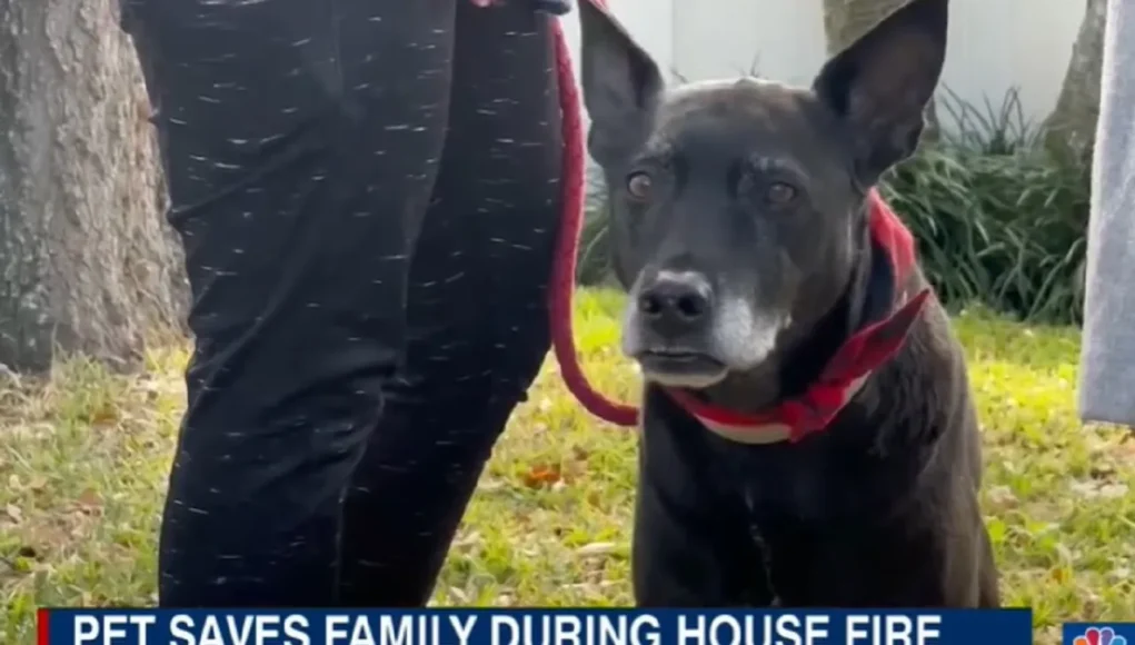 Heroic Dog Saves Teen, Canine Hero New Year's Eve, Family Pet Fire Rescue, Dog Prevents House Fire Tragedy, Lifesaving Acts by Pets, Brave Dog Fire Rescue Story, Pet Heroism in Emergencies, Inspirational Animal Rescue Tales, Canine Bravery in Crisis, True Stories of Hero Dogs.