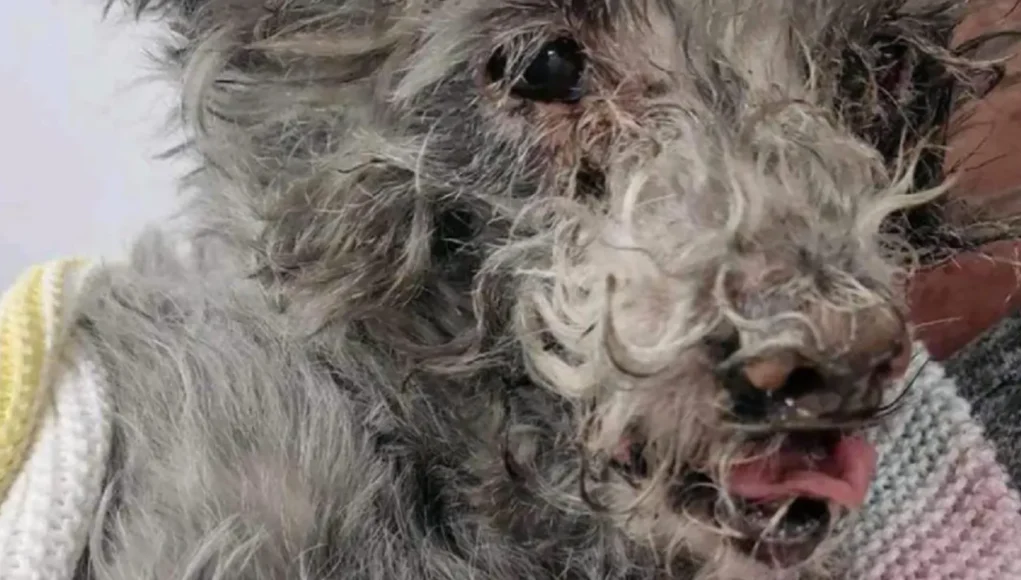 Firefighter dog rescue story, Heroic pet saves, Lincolnshire house fire rescue, Firefighters save dog, Animal rescue by firefighters, Bravery in emergency services, Pet safety during fires, Community heroes firefighting, Oxygen tent for pets, Fire safety and pets